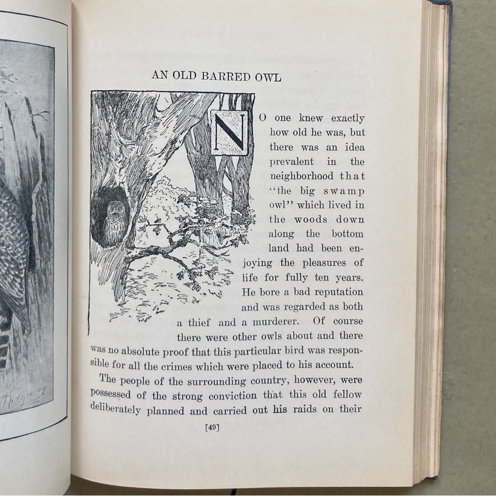 1929 Stories of Bird Life Pearson Animals Audubon Preservation Birds Birdwatcher - Picture 6 of 16